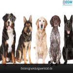 Hunde
